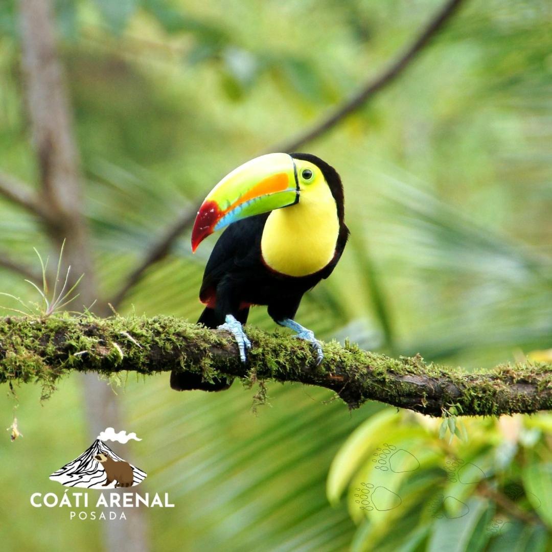 Coati Del Arenal Posada La Fortuna ภายนอก รูปภาพ